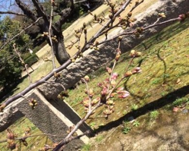 924開花宣言